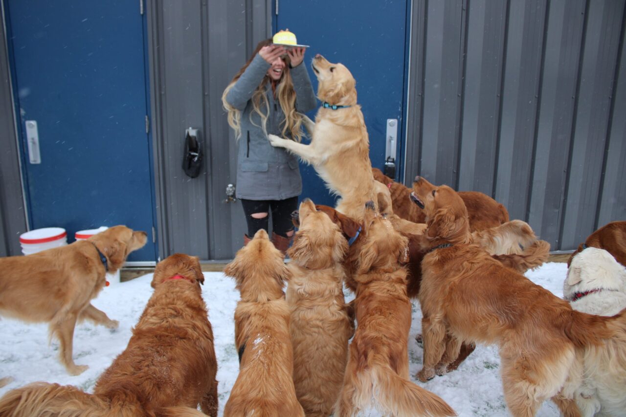 Dog Day Camp Winnipeg Dog Daycare, Dog Kennel, Dog Boarding