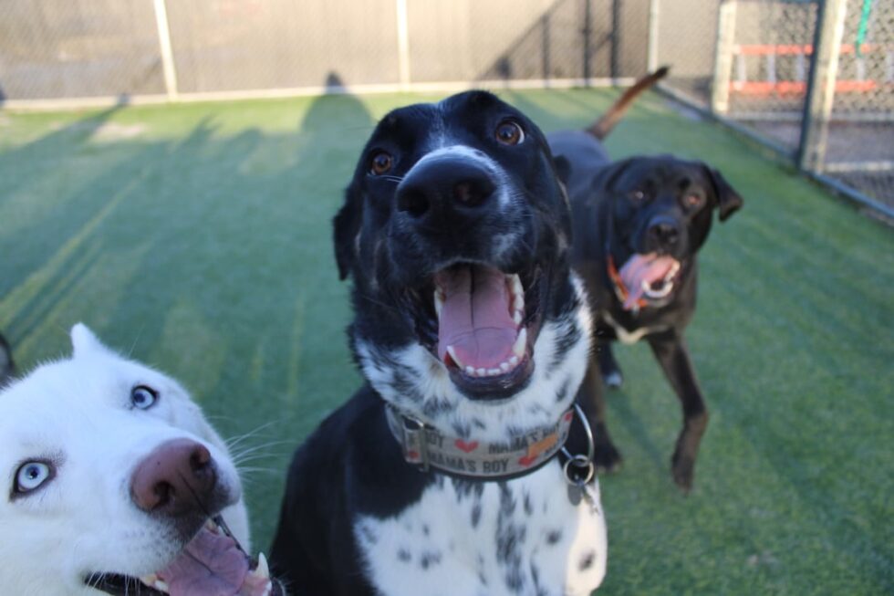 New Members Winnipeg Dog Daycare, Dog Kennel, Dog Boarding